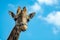 Portrait of funny looking giraffe animal only head and neck close up with blue sky background