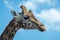 Portrait of funny looking giraffe animal only head and neck close up with blue sky background