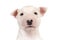 Portrait of a funny Miniature Bull Terrier puppy over white