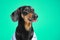 Portrait of funny naughty black and tan dachshund dog in t-shirt who playfully shows tongue on green background, expression of