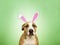 Portrait of funny pitbull dog with easter bunny ears