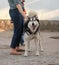 Portrait of a funny playful sled husky dog with tongue out next to his owner