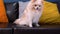 Portrait funny Pomeranian spitz sitting, barks and jumps down on black leather sofa with colorful pillows