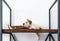 Portrait of funny puppy of the English bulldog lying on the wooden shelf