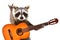 Portrait of a funny raccoon with  acoustic guitar, showing a rock gesture