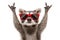 Portrait of a funny raccoon in red sunglasses showing a rock gesture