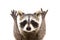 Portrait of a funny raccoon showing a rock gesture