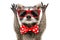 Portrait of a funny raccoon showing a rock gesture