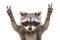 Portrait of a funny raccoon, showing a sign peace