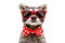 Portrait of a funny raccoon in sunglasses and bow