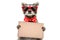 Portrait of a funny raccoon in sunglasses and bow with banner in paws
