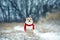 portrait funny a red Corgi dog sits in a winter Park in a knitted red scarf under the falling snow