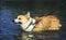 Portrait of a funny red puppy dog Corgi bathed in blue pond shaking off a lot of drops and splashes of water