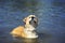 Portrait of a funny red puppy dog Corgi quite bathed in a blue pond on a hot summer day