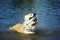 Portrait of a funny red puppy dog Corgi stands in blue water shaking off a lot of drops and spray