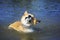 Portrait of a funny red puppy dog Corgi stands in blue water shaking off a lot of drops and spray