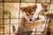 Portrait of funny red shiba inu puppy trying to escape from the aviary