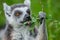 Portrait of funny ring-tailed Madagascar lemurs in green outdoor enjoying summer