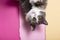 Portrait of a funny scared cat with large brown eyes, an ashy domestic pet on a studio background