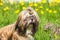 Portrait of funny Shih Tzu on a background of green grass