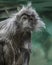 Portrait of a funny Silvery lutung - an Old World monkey