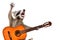 Portrait of funny singing raccoon with acoustic guitar