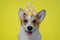 Portrait of funny smiling welsh corgi pembroke or cardigan dog with mountain of pink curlers on head sits on yellow background