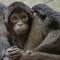 Portrait of funny spider monkey from South America`s jungles