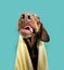 Portrait funny summer vizsla puppy dog licking it lips with tongue. Isolated on blue background