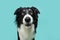 Portrait funny surprised border collie dog puppy with open mouth. Isolated on blue colored background