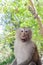 Portrait of funny surprised monkey in green jungle