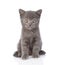 Portrait funny tiny gray kitten. on white background