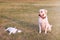 PORTRAIT FUNNY TWO DOGS. LABRADOR MAKING A FACE AND A JACK RUSSELL WALLOW ON GRASS. OUTDOORS SHOT