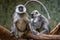 Portrait of funny Vervet monkey from Africa`s jungles