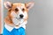 Portrait of funny Welsh corgi Pembroke or cardigan dog, wearing blue polo shirt with a white collar, who is sitting with