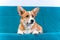 Portrait of funny Welsh corgi Pembroke or cardigan puppy of red color with suspicious look, who is obediently lying on