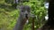 Portrait of Funny White Alpaca Vicugna pacos Chewing with Teeth Visible in Mouth