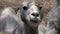 Portrait of Funny White Alpacas Vicugna pacos Chewing with Teeth Visible in Mouth