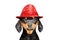 Portrait of a funny winking puppy in a red hat