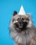 Portrait of funny wolf spitz wearing bithday hat against blue background. Keeshond purebred dog