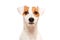 Portrait of funny young dog breed Parson Russel Terrier