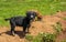 Portrait of funny young puppy resting on green lawn with a brown young puppy behind it