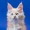 Portrait of furry ginger male kitten of breed Maine Coon Cat looking at camera on blue background