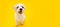 Portrait furry and happy jack russell sitting on isolated yellow background