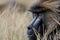 Portrait of galada baboon