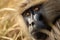 Portrait of galada baboon