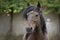 Portrait of a Galician Purebred stallion horse with messy hair