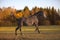 Portrait of galloping young gray mare in the field