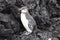 Portrait of GalÃ¡pagos Penguin Spheniscus mendiculus standing on lava rocks Galapagos Islands