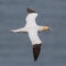 Portrait gannet morus bassanus in flight with spread wings